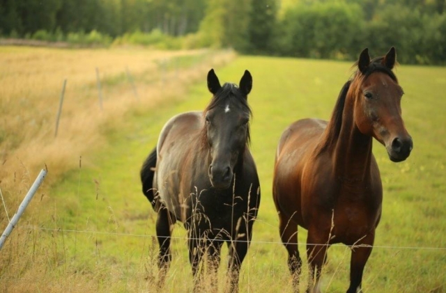  horses on the meadow 