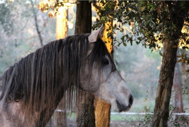  one of the horses 