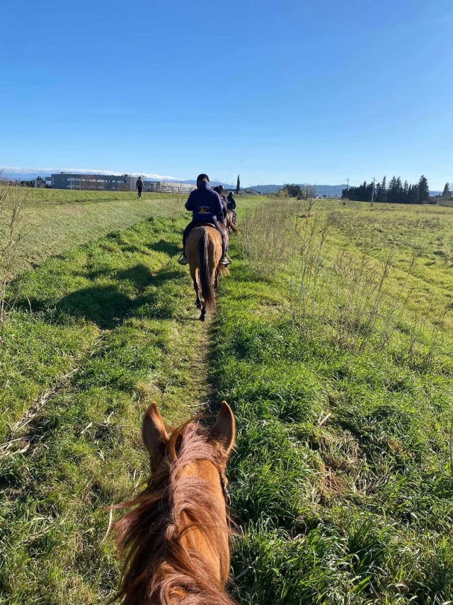  在托斯卡纳乡村的绿色草地上