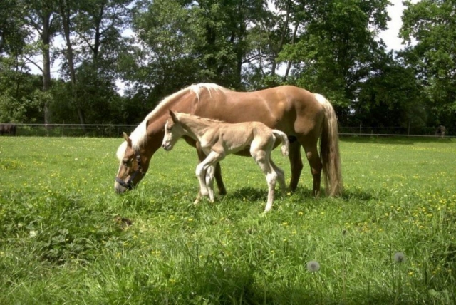  the horses 