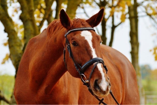  our horse 