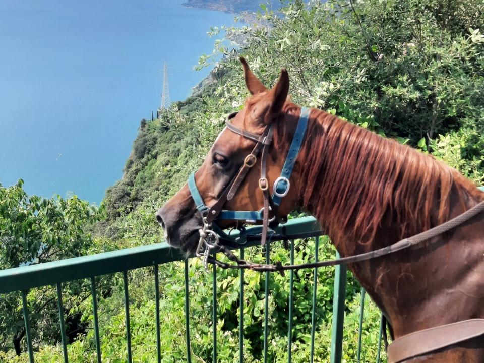Our horses Our horses