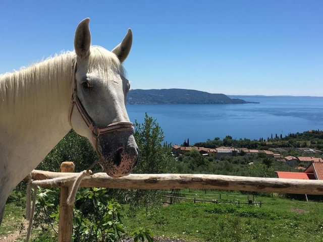  Nosso cavalo branco 