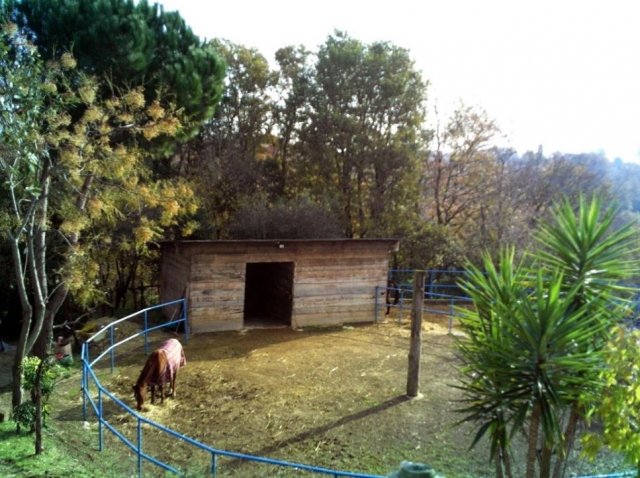 nuestro caballo 