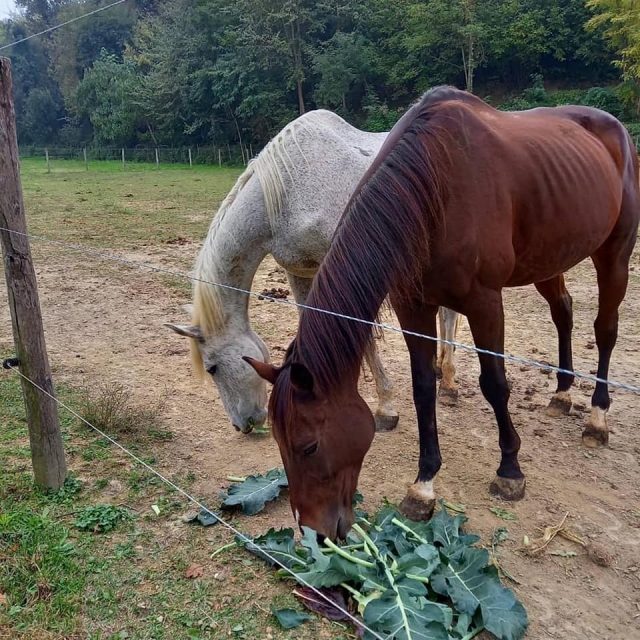  Pferde beim Reitstall 