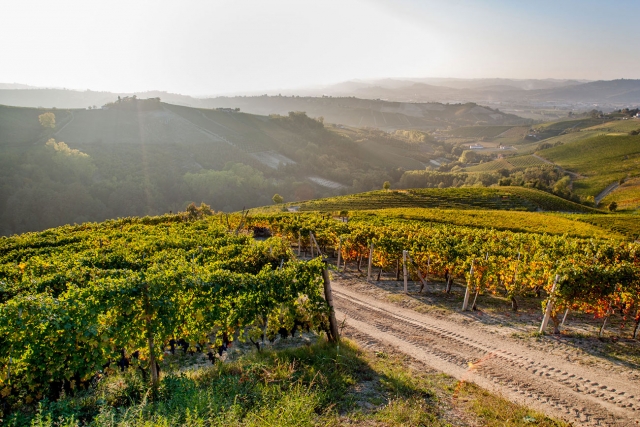  Vigneto Roero 