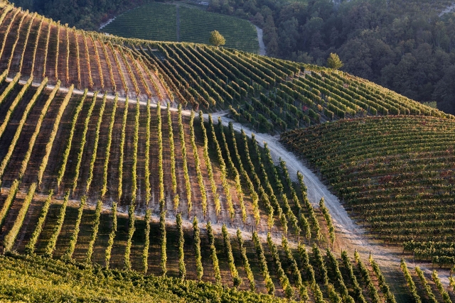 vineyards in the Roero 
