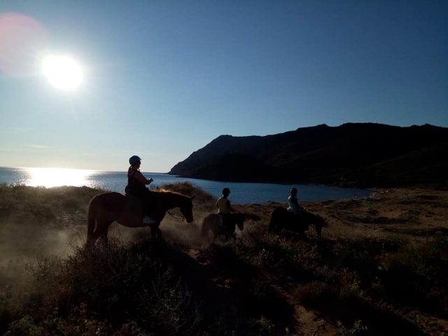  Pferd bei Sonnenuntergang 