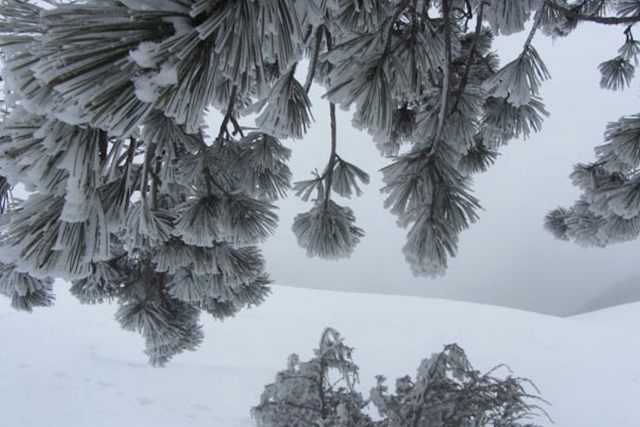  Pino nevado en la Majella 