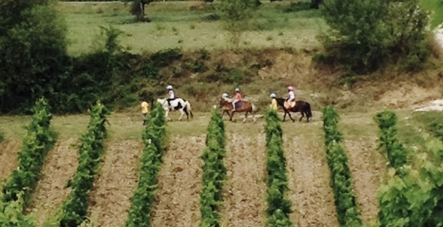  Promenade dans les vignobles locaux 