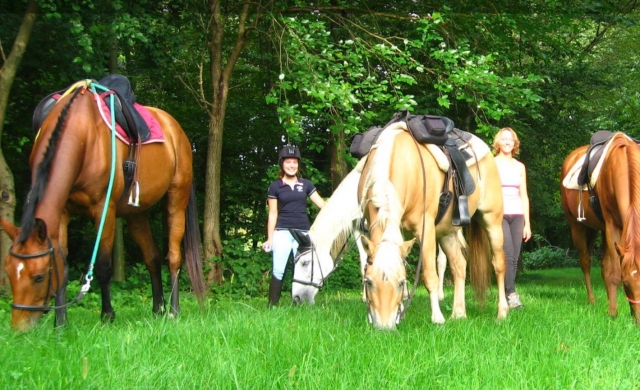 horses parked 