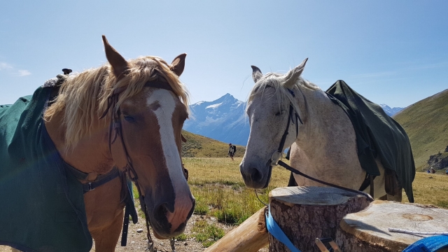 walking horses 