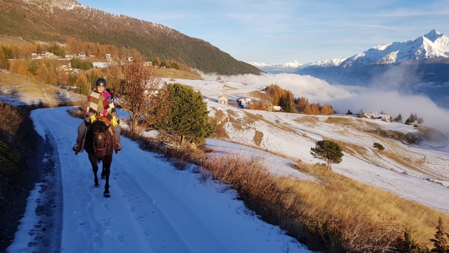  horses in the snow 