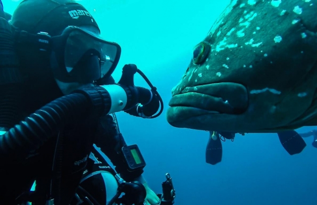 diving contacts 
