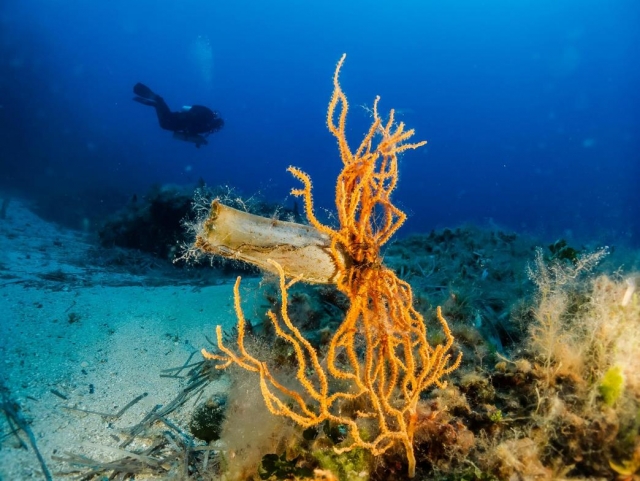  diving under water 