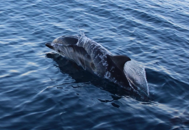 dauphins sur l'île d'Elbe 