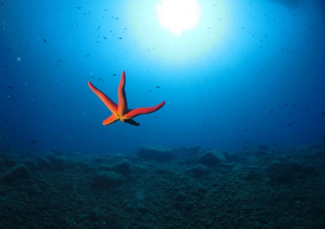  étoiles de mer 