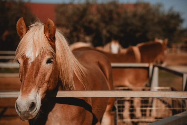 Tour de carro com Bruch em Partinico 2 horas e 30