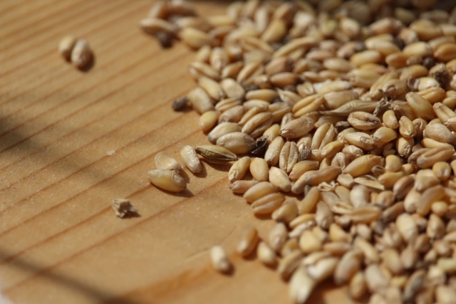  Les grains de blé 