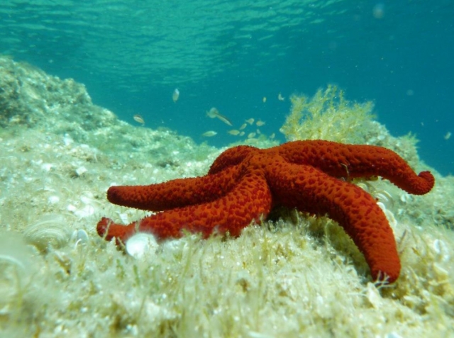 come and discover the underwater world 