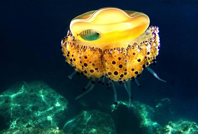 海底仙后座 