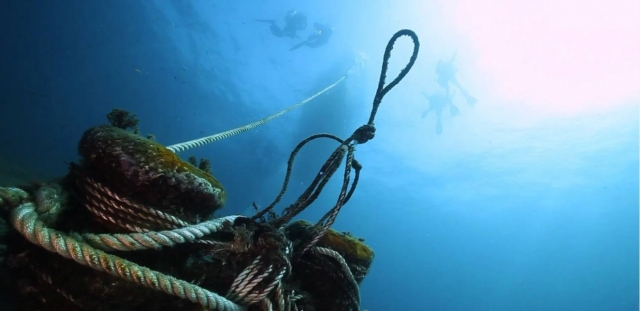  During the dive 