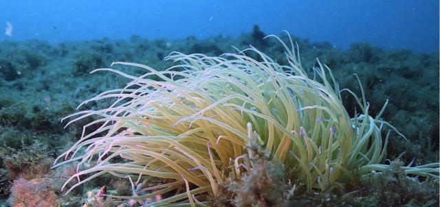  Flore des fonds marins 