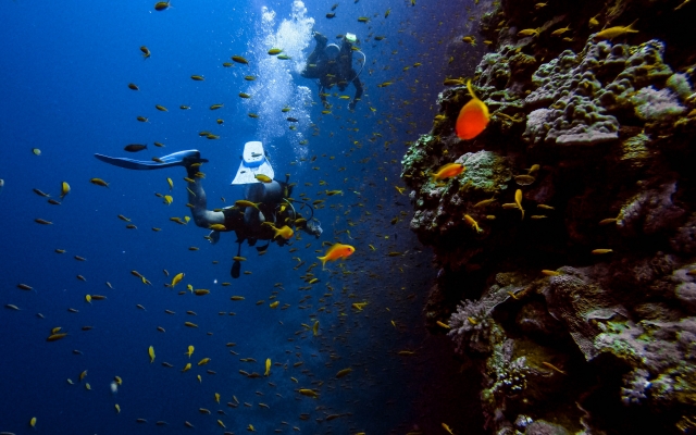  Fonds marins colorés 