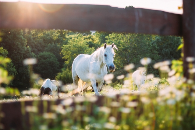  Caballo blanco
