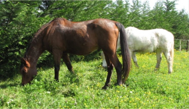  Our horses 