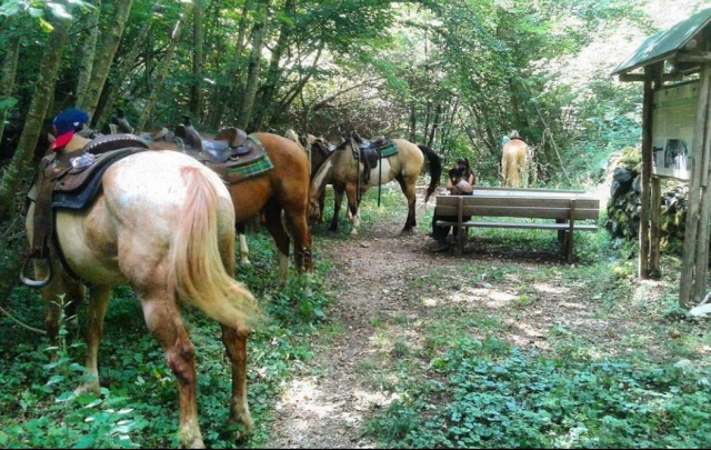 cavalli pronti