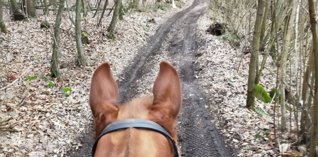  Cabalgando en el bosque