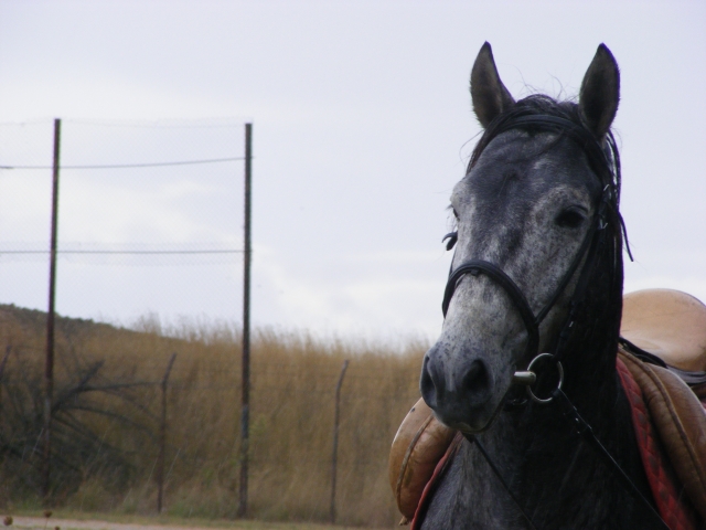  Un de nos chevaux