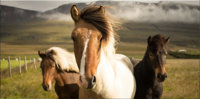  Horses 