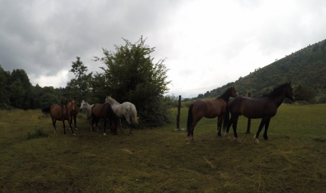 Nos chevaux 