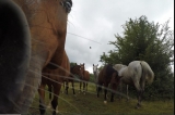 Cours d'équitation à Varese Ligure 1 heure