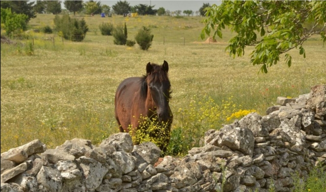  Eines unserer Tiere