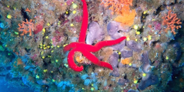  Estrella de mar 