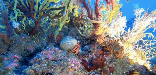 Seabeds 