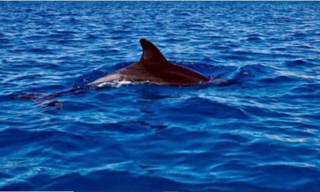 Dolphin 