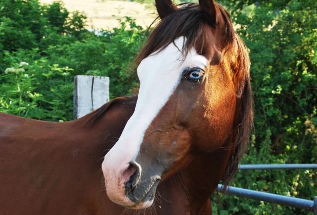  unser Pferd 
