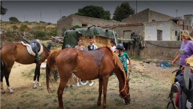  chevaux et garçons heureux 