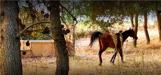  chevaux en Sardaigne