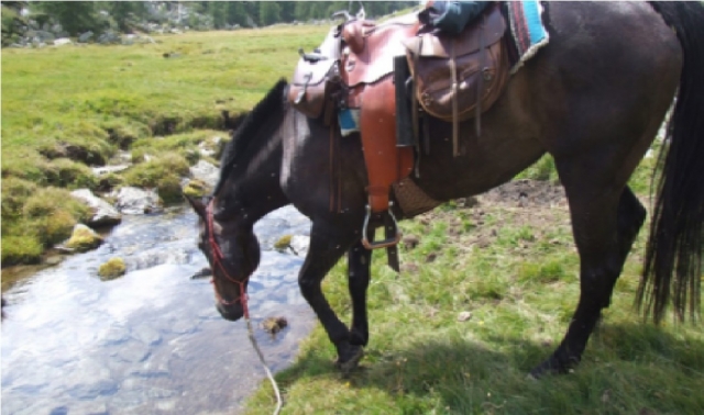  Pferdetrinkwasser 