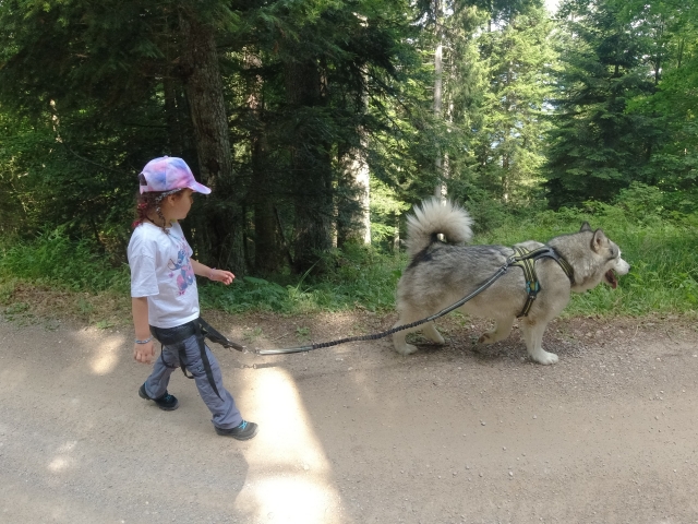 Goditi un'esperienza di cani trekking sulle Dolomiti di Brenta