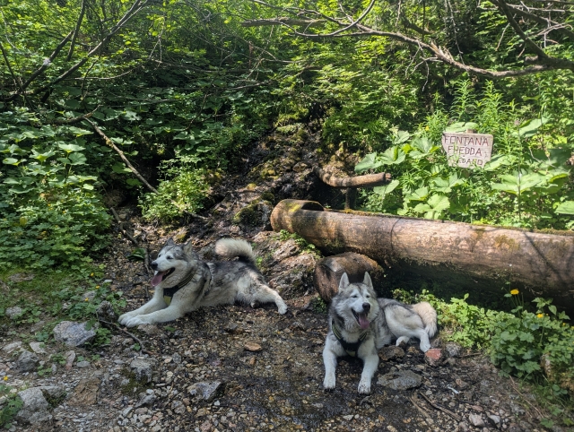 Huskies prima di iniziare l'esperienza
