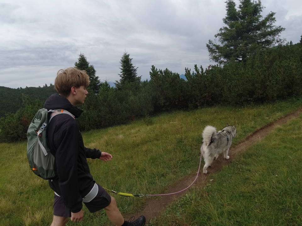  faites de la randonnée en compagnie d'un husky 