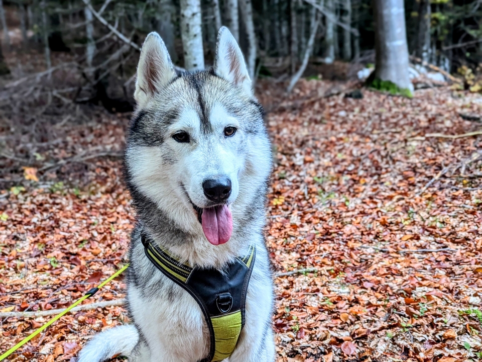  des chiens de trekking dans Andalo 