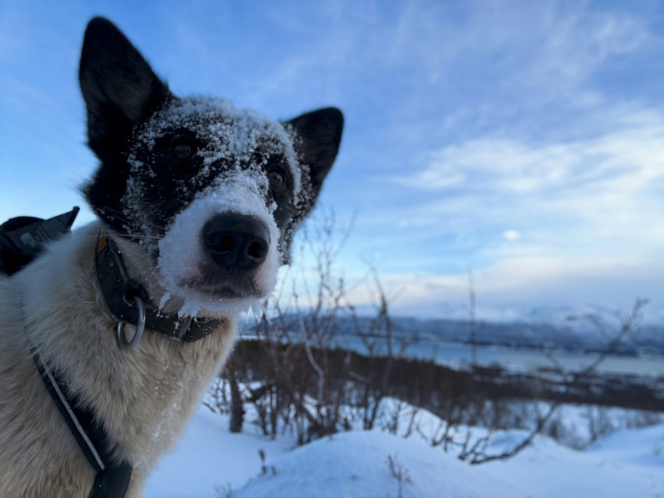  Verschneite Schnauze