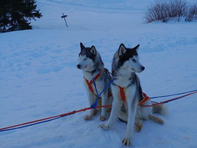 Dog sledding for children Valle del Piave 1 hour and 30 min